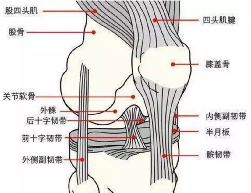 半月板损伤 跑步伤到膝盖严重吗 健康号 微医