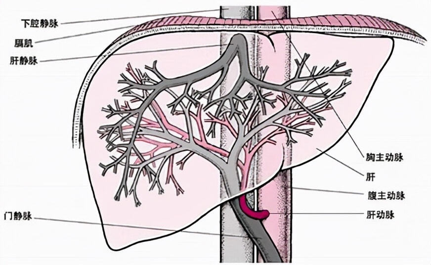 肝硬化不仅会对肝脏造成损伤