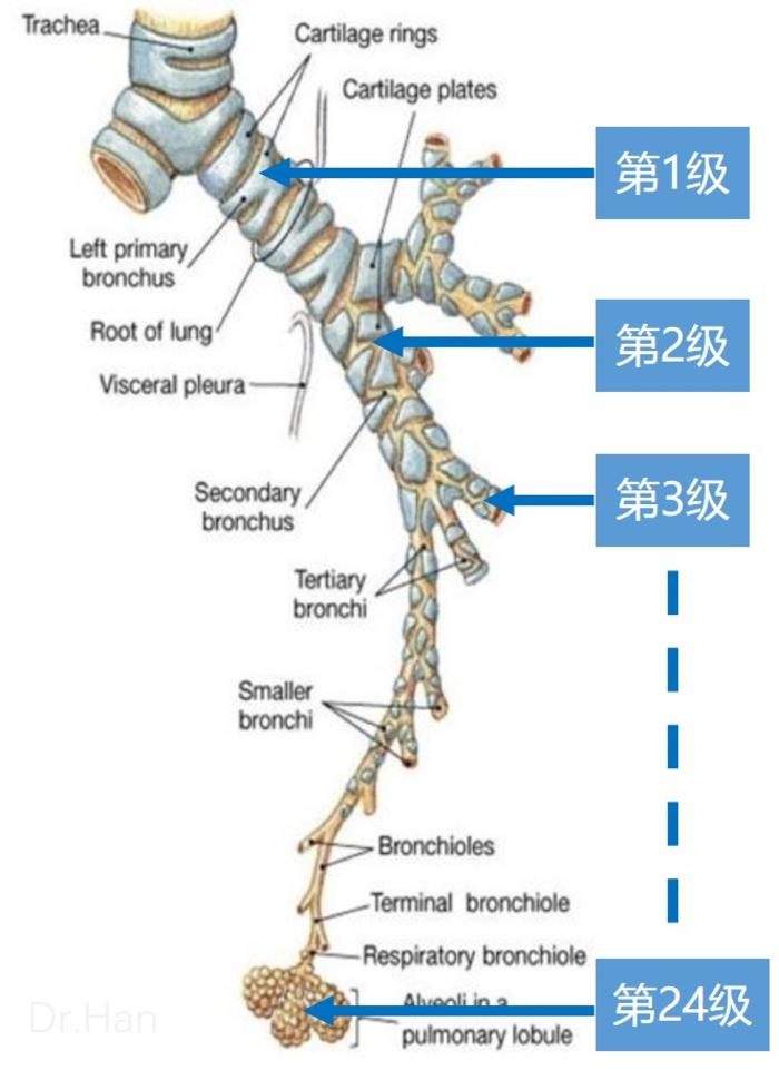 肺小结节磨玻璃结节处理新技术电磁导航支气管镜技术