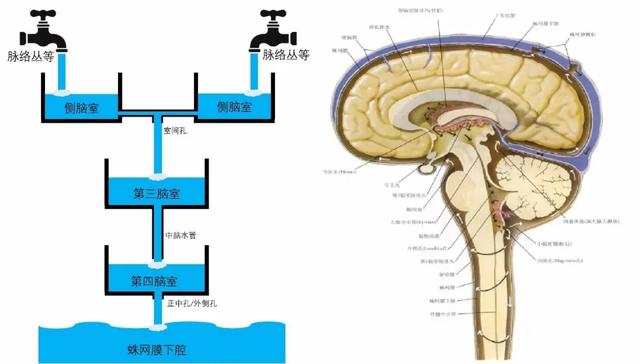 正常情况下,脑脊液处于不断产生,循环和回流的动态平衡中,就像几个