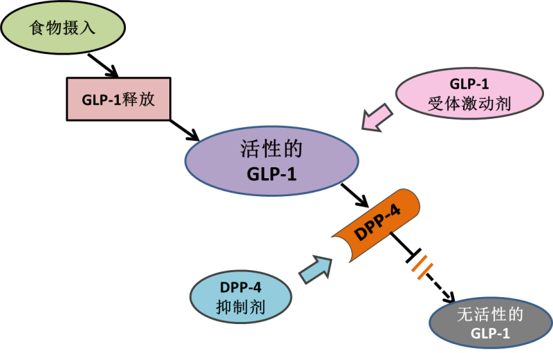 dpp-4抑制剂,全称二肽基肽酶-4抑制剂,可抑制dpp-4,使内源性活性glp-1