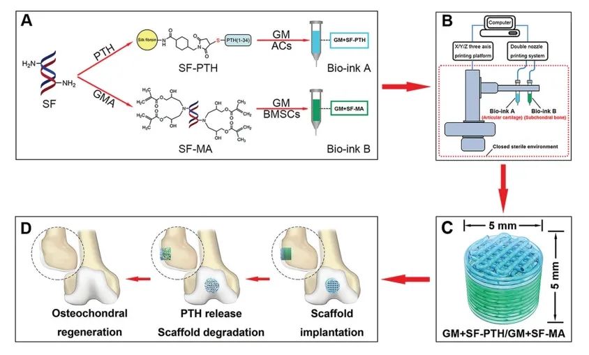 科研论文分享|生物3d打印丝素蛋白双重修饰的双相支架,用于骨软骨缺损