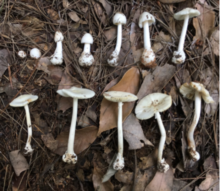 野生蘑菇,你真的了解它吗?