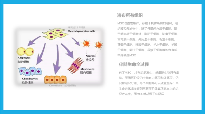 图文介绍间充质干细胞