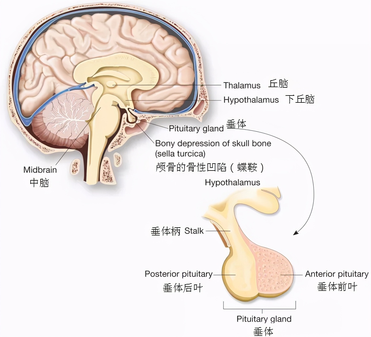 脑垂体解剖位置图片