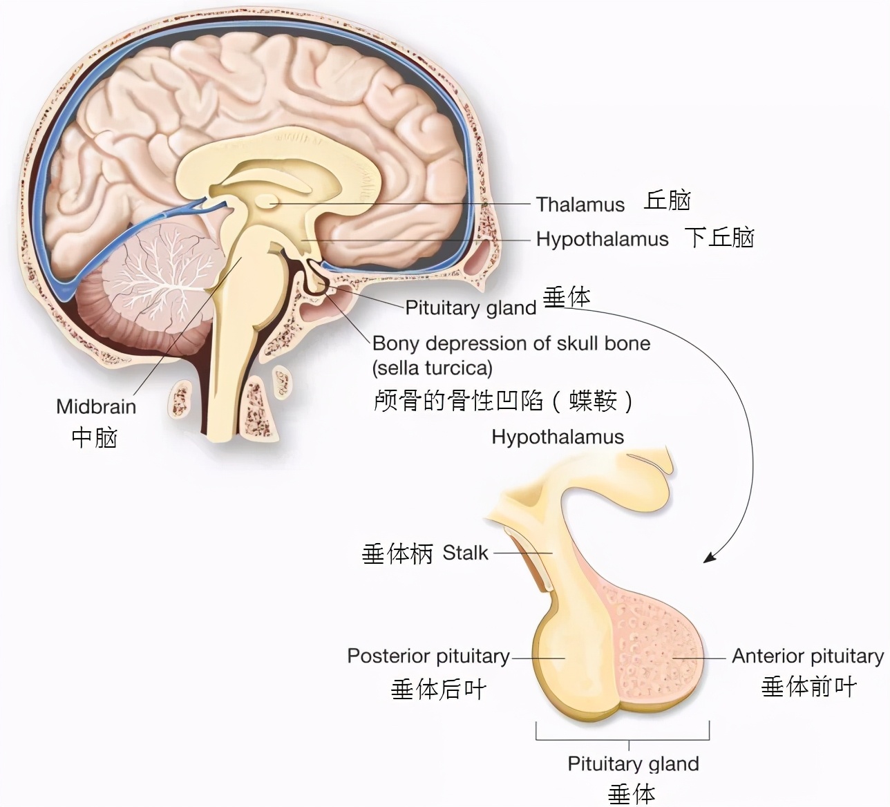 垂体柄矢状解剖图图片