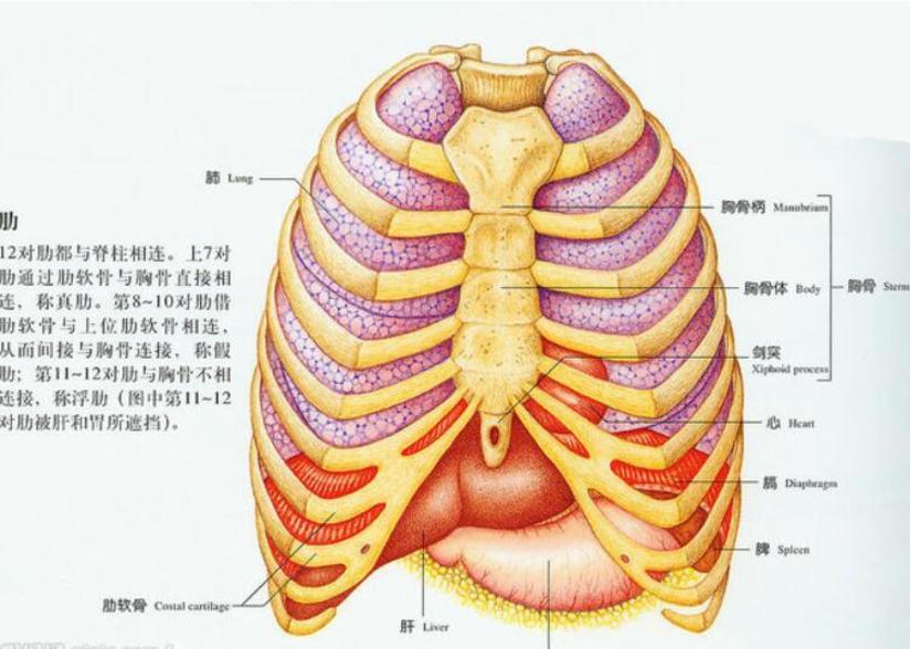 75 小耳畸形再造术后胸部肋软骨取完还能再长出来吗 图 健康号 微医