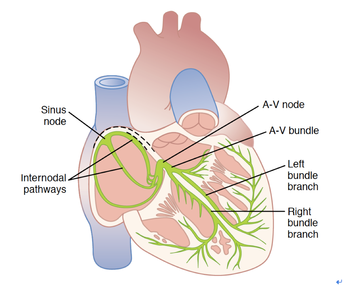 氏束79左右束支79浦肯野纤维网(四)传导系统总结(图2 心脏传导图)