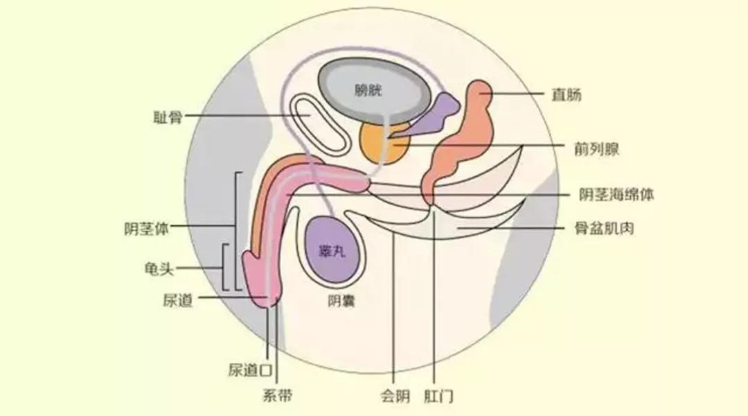 阴茎为什么会勃起?