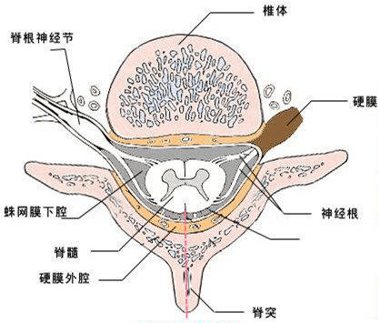 你知道吗腰痛的病因很多其中一个元凶竟是它