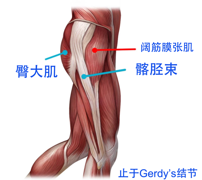 膝关节外侧痛髂胫束综合征