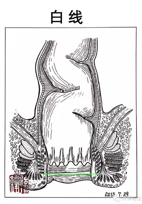 白线肛管图片
