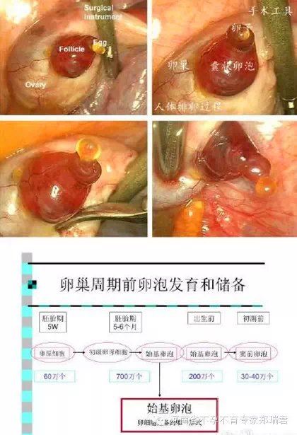 卵子小姐短暂而珍贵的一生