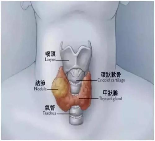 甲状腺是人体最大的内分泌腺体,呈薄薄的一层,位于甲状软骨下紧贴在
