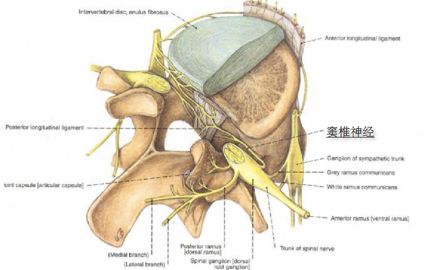1850年由德国解剖学家luschka发现并命名窦椎神经,近年来业界认为svn