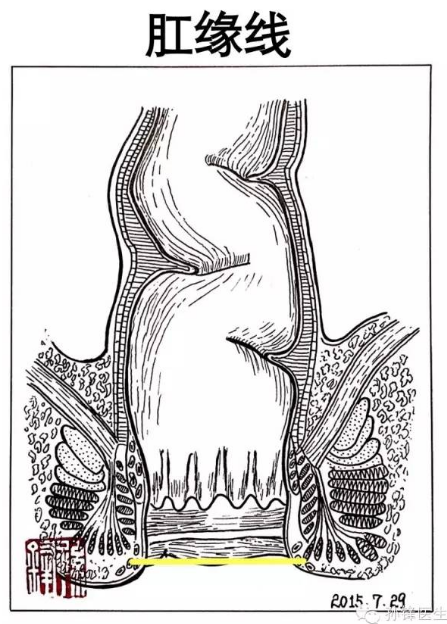 原创医学图说肛管的四线三区画出来给大家看好直观
