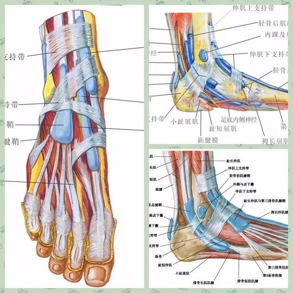 科普什么是足踝部腱鞘囊肿