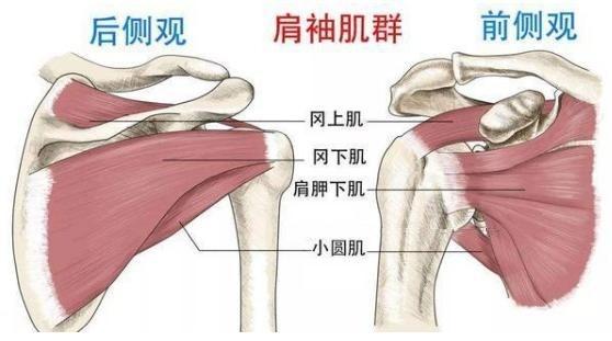 巨大肩袖损伤也能治,反肩置换拯救"报废"肩关节_欧