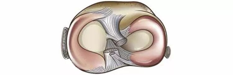 半月板一文轻松看懂半月板的解剖与临床