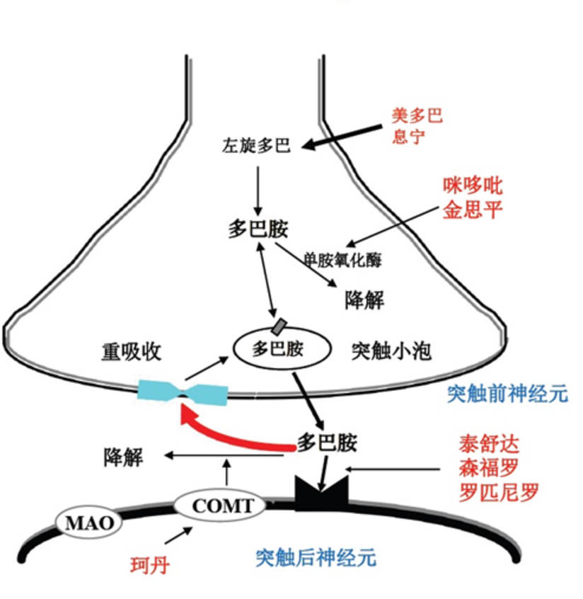 治疗帕金森病的药有哪些 该如何用 健康号 微医