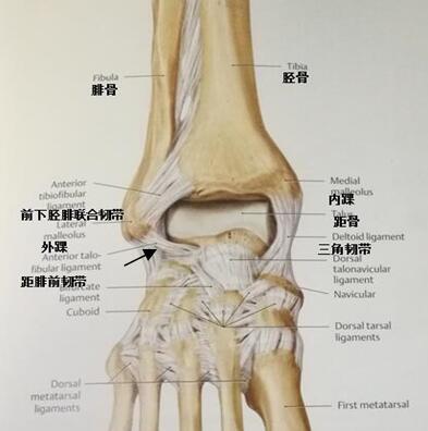 踝关节的位置图图片