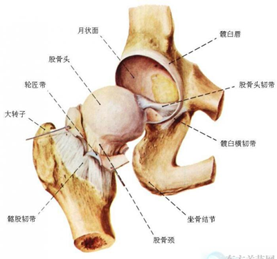 髋关节盂唇损伤的诊疗 - 微医(挂号网)