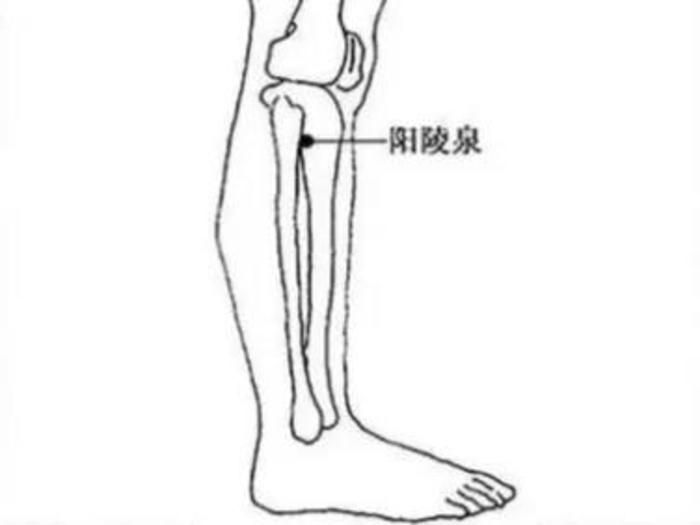 阳陵泉属于足少阳胆经,位于人的小腿外侧,大概在腓骨头前下方凹陷处.