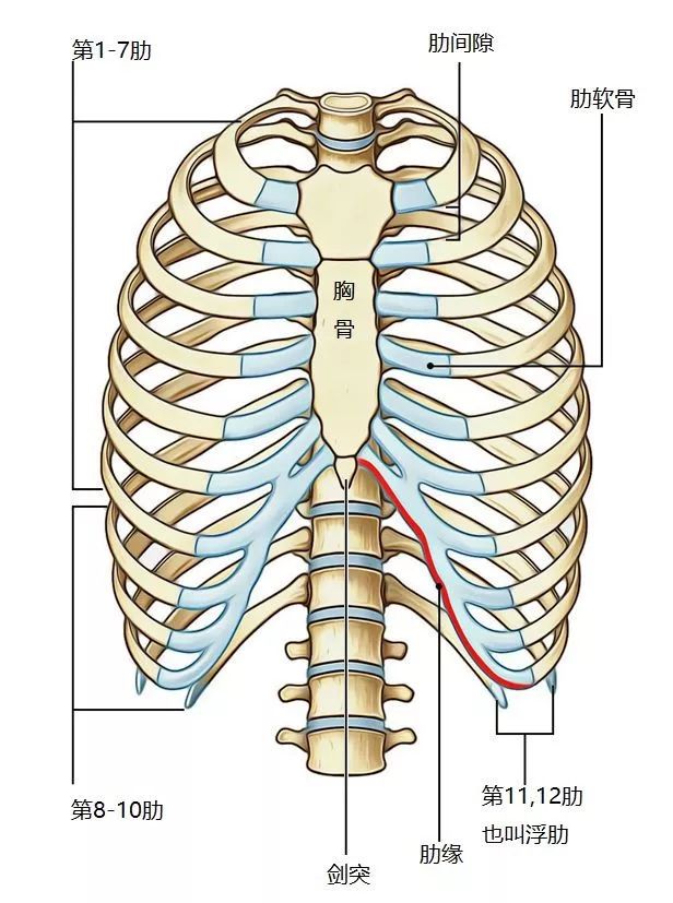 人体肝脏与肋骨位置图图片