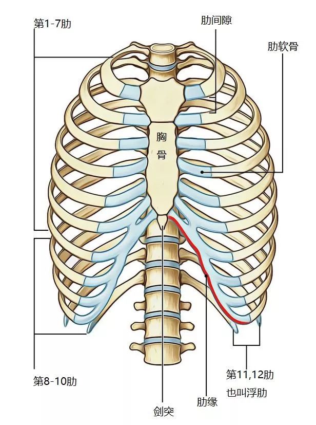 第二肋软骨位置图图片