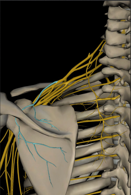 肩部疼痛常见原因——肩胛上神经卡压综合征