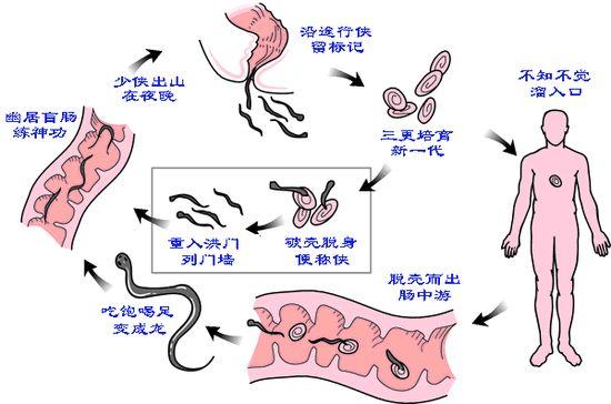 宝宝夜间哭闹不止还伴有肛门瘙痒,或是1种寄生虫在作怪