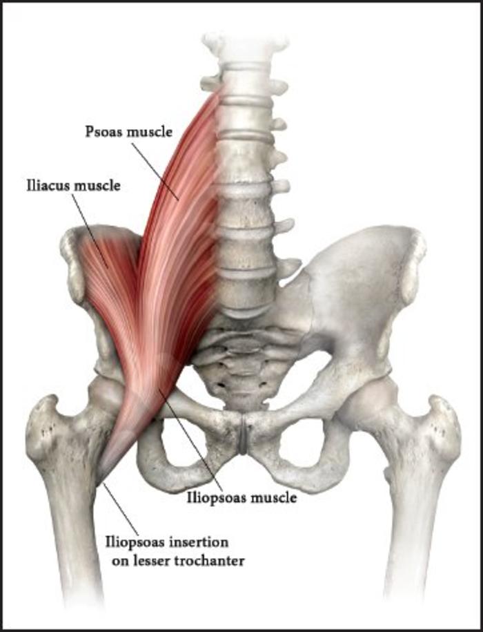 髂腰肌与腰痛久坐对健康影响系列