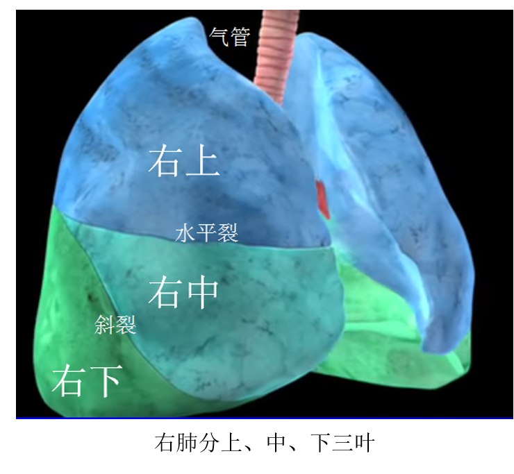肺部左二右三的简易图图片