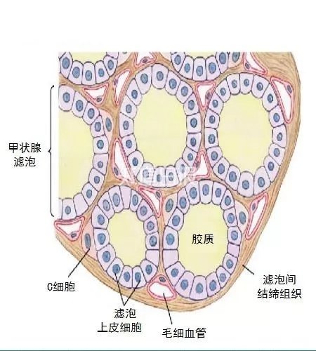 甲状腺癌会不会遗传呢