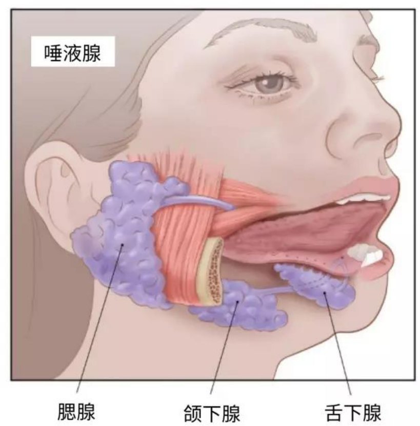 颌下腺导管开口位置图图片