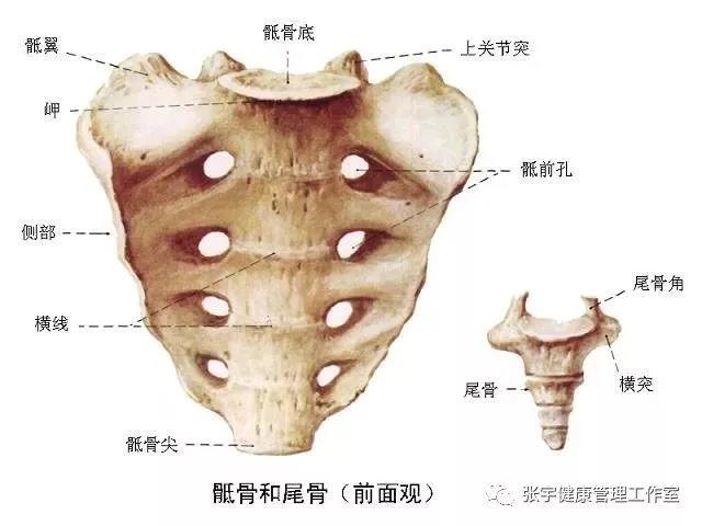 八髎怎么读图片