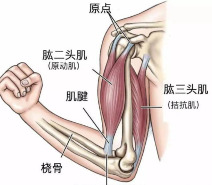 但如果长期伏案,有圆肩驼背的体态问题,即便是瘦子,上臂后侧也会有