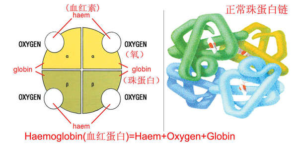 血红蛋白是由血红素以及两条a链和两条beta-链组成的,如下图:地中海