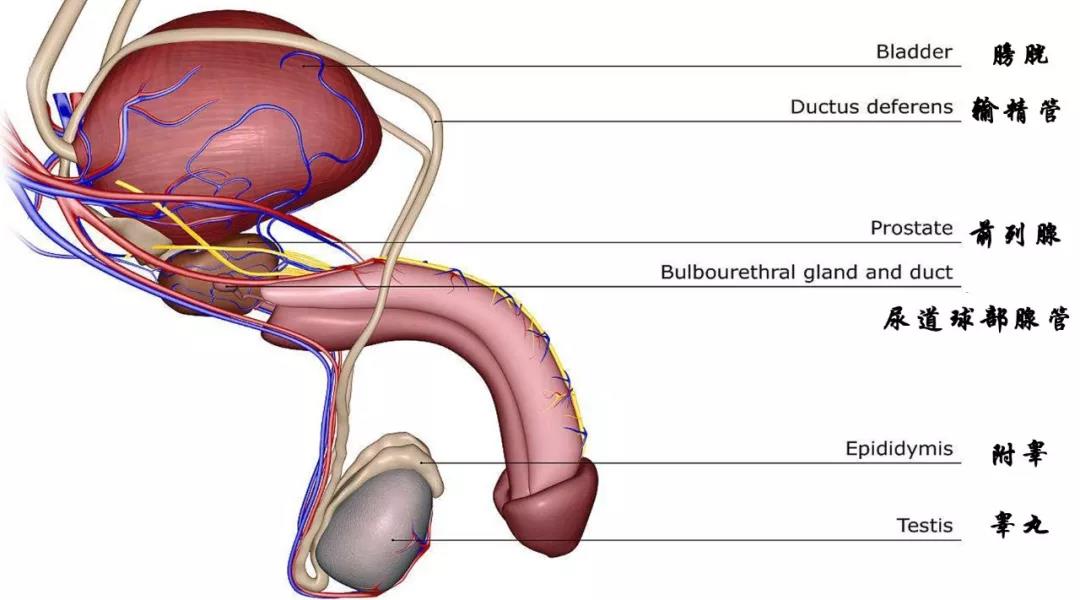 尿道海绵体解剖图片