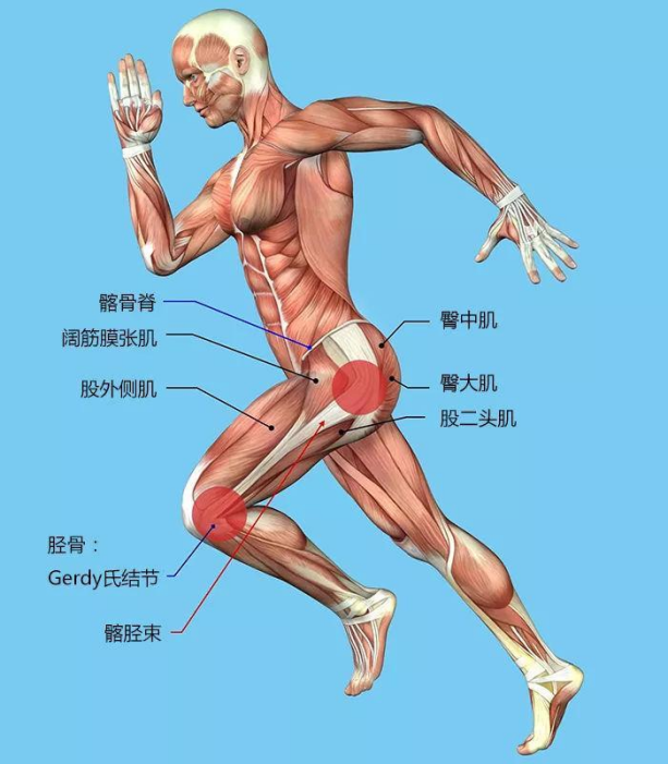 长期进行冲刺等跑步训练反复弯曲膝关节的运动方式;2直接暴力损伤;3