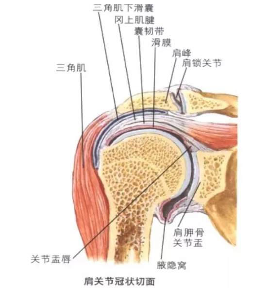 覆盖于肩关节前,上,后方,由冈上肌,冈下肌,小圆肌,肩胛下肌的肌腱组成