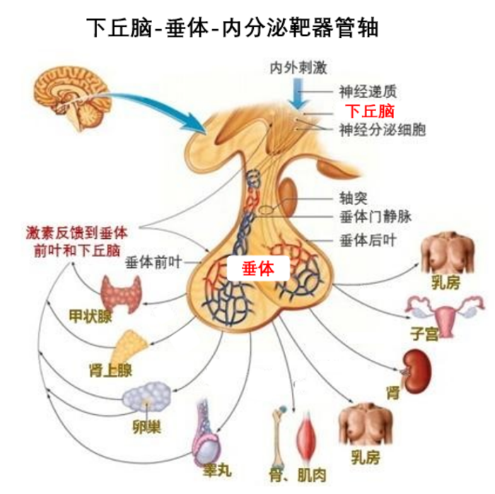 (1)下丘脑-垂体-生长轴,主管儿童身高增长;(2)下丘脑-垂体-性腺轴