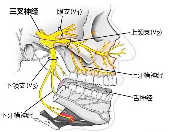 在人体的颅脑中共有12对颅神经,其中第5对颅神经具有眼神经,上颌神经