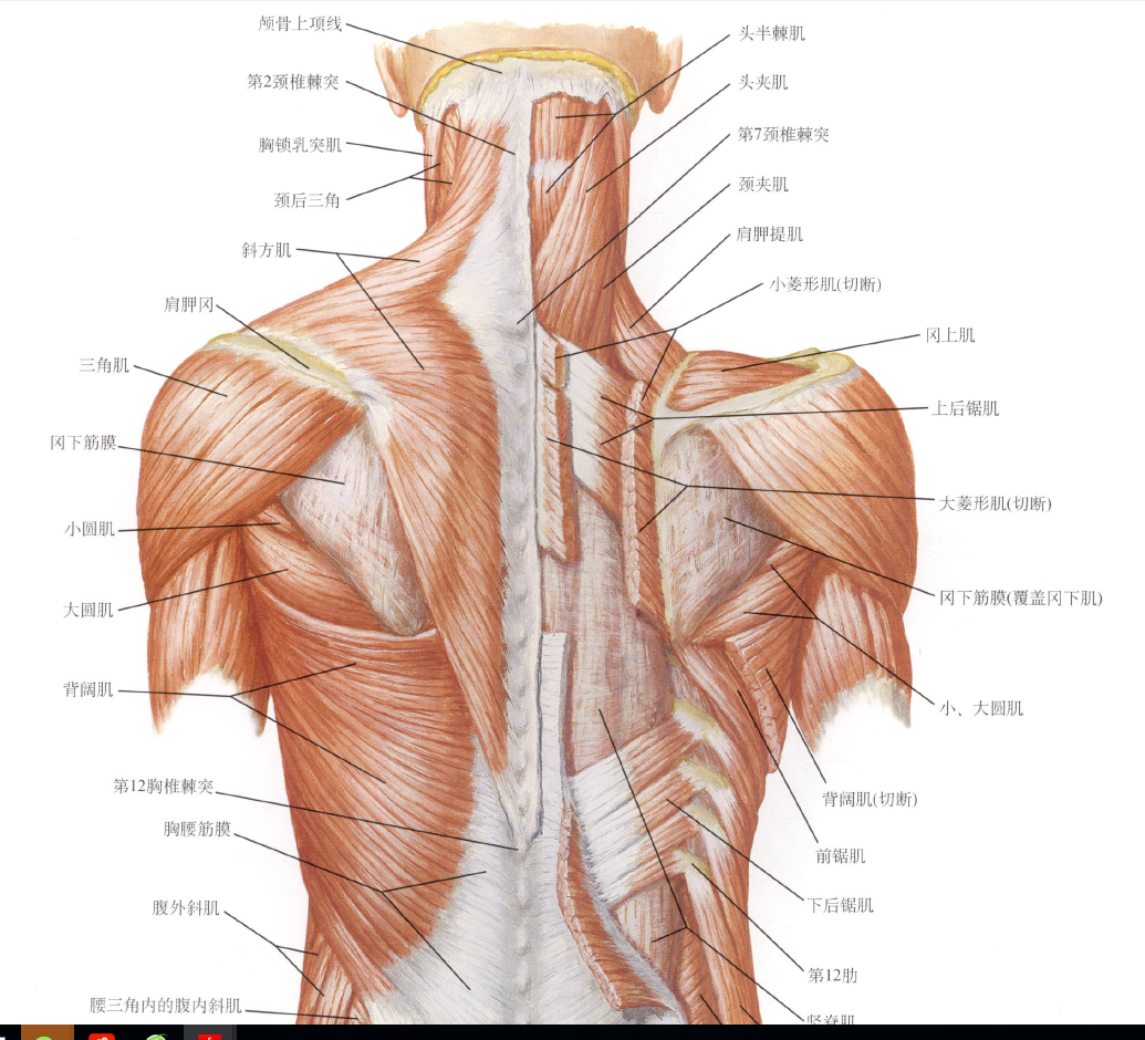 竖脊肌包括哪些肌肉图片