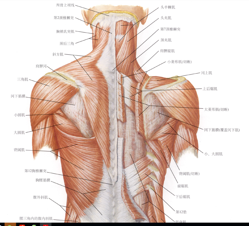 躯干后侧肌肉图片