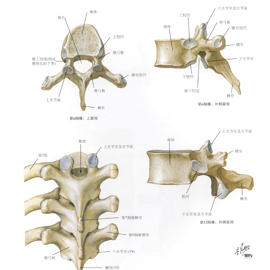椎体终板解剖图片