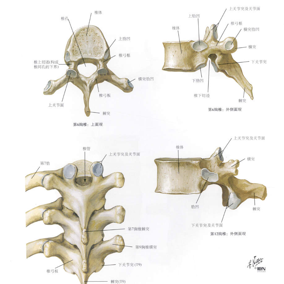 椎体终板解剖图片图片