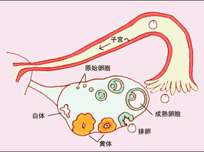 试管婴儿对女性伤害有多大原来之前一直都想错了