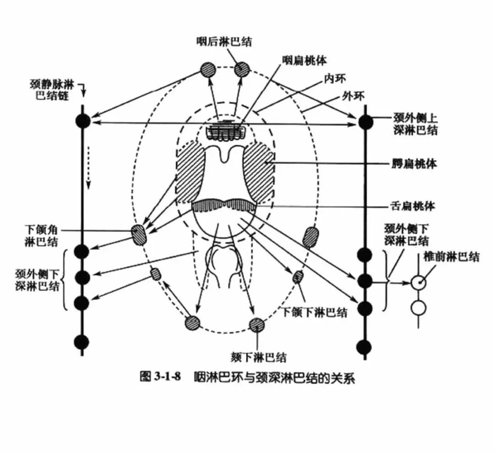 腺样体与腭扁桃体,舌根淋巴组织和咽后壁淋巴组织组成咽淋巴环.