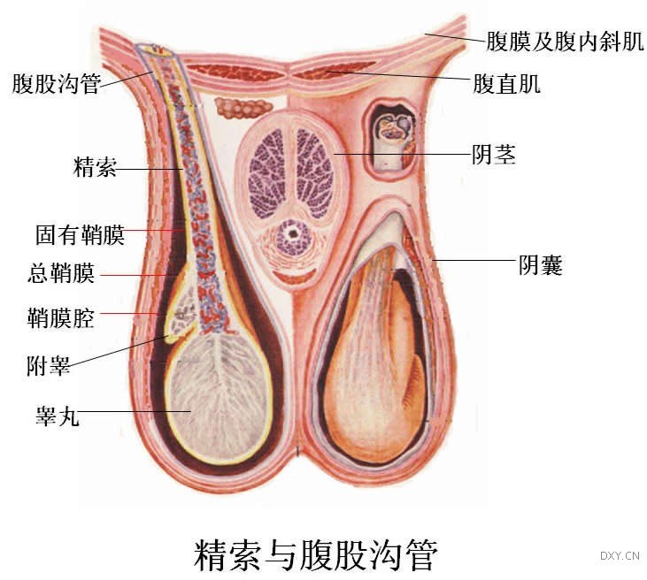 睾丸正常的样子图片